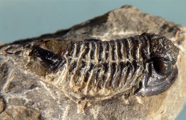 Trilobiti verosimilmente marocchine - terza serie